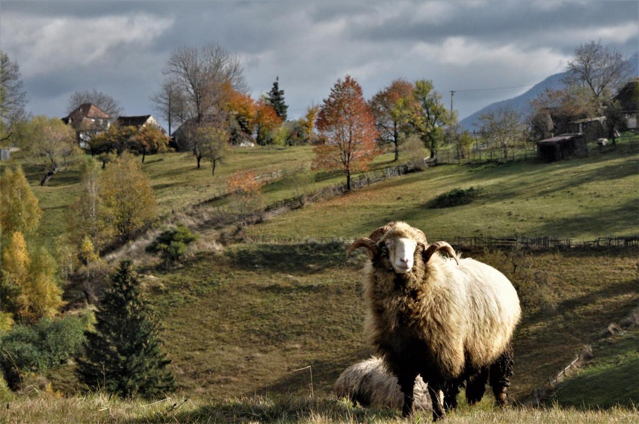 Cabanuta Din Munti Moieciu de Jos Exterior foto